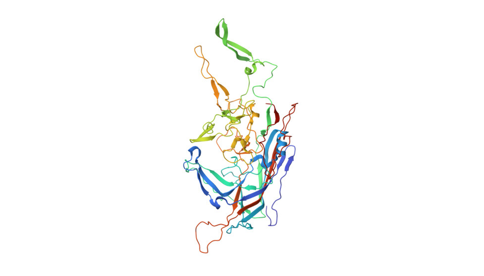 AAV2 capsid protein reference ribbon structure from RCSB PDB 1LP3