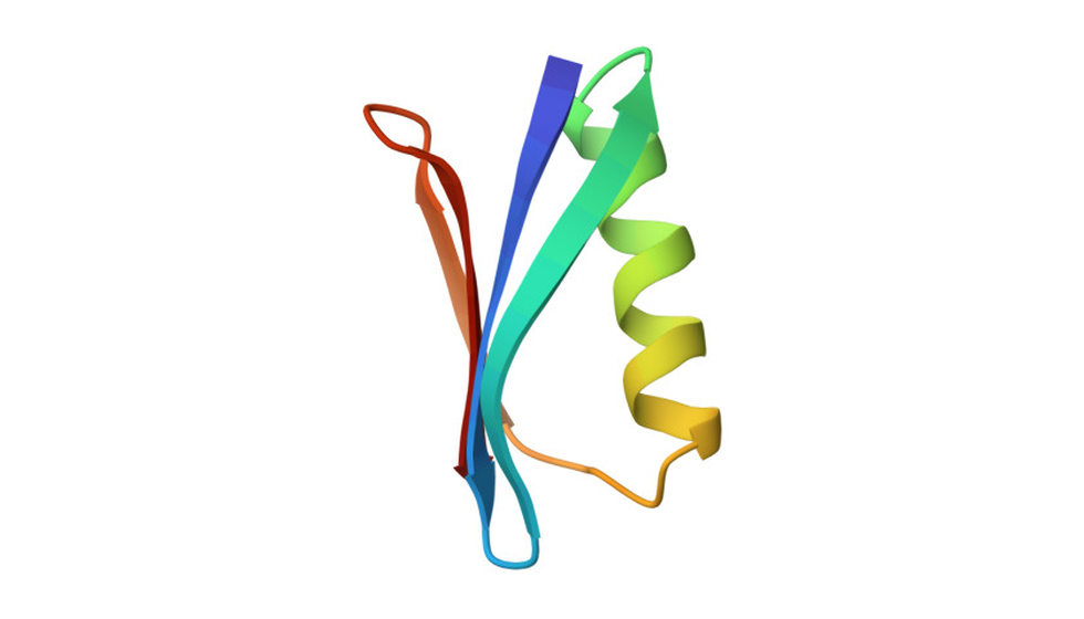 Protein G B1 domain reference ribbon structure from RCSB PDB 1PGA